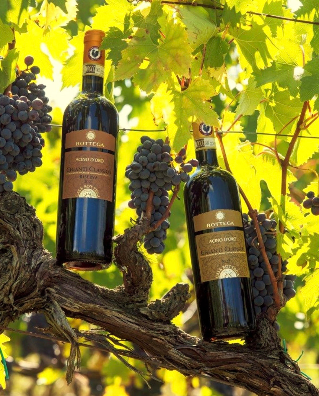 Bottega Italian Red Wine