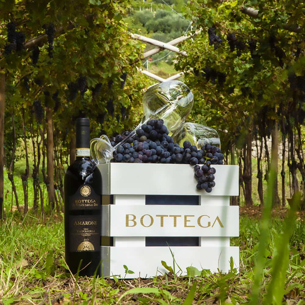 Discover Our Amarone della Valpolicella DOCG