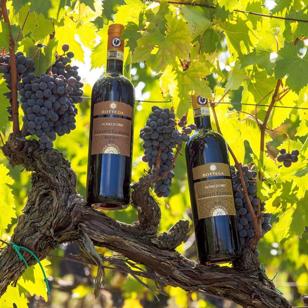 Discover Our Acino d'Oro Chianti Classico Riserva DOCG