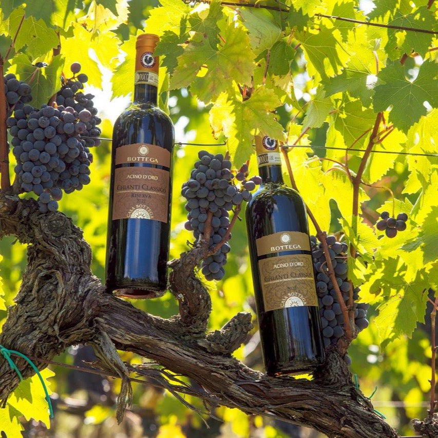 Acino d'Oro Chianti Classico Riserva DOCG